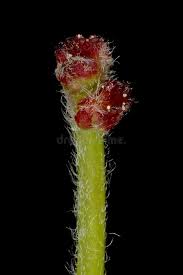 Attēlu rezultāti vaicājumam “Quercus robur female flower”