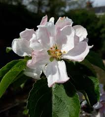 Attēlu rezultāti vaicājumam “Malus domestica flower”