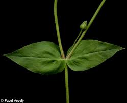 Attēlu rezultāti vaicājumam “Myosoton aquaticum”