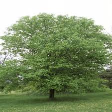 Attēlu rezultāti vaicājumam “Fraxinus pennsylvanica”