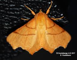 Attēlu rezultāti vaicājumam “Ennomos erosaria”