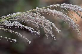 Attēlu rezultāti vaicājumam “Philonotis marchica sporophyte”