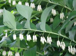 Attēlu rezultāti vaicājumam “Polygonatum verticillatum”