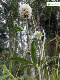 Attēlu rezultāti vaicājumam “Trifolium montanum fruit”