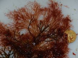 Attēlu rezultāti vaicājumam “Ceramium sp.”