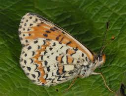 Attēlu rezultāti vaicājumam “Melitaea didyma”