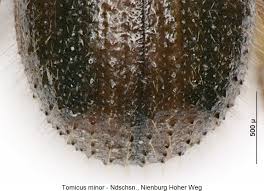 Attēlu rezultāti vaicājumam “Tomicus minor”