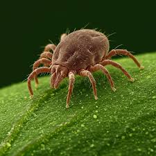 Attēlu rezultāti vaicājumam “Acari”