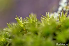 Attēlu rezultāti vaicājumam “Orthotrichum affine var. affine sporophyte”
