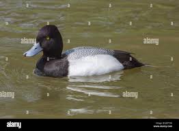 Image result for Aythya marila