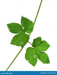 Attēlu rezultāti vaicājumam “Humulus lupulus leaf”