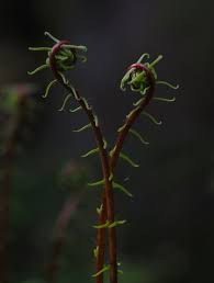 Attēlu rezultāti vaicājumam “Diderma roanense stalked”