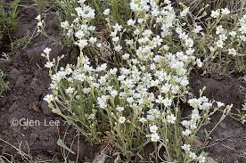 Attēlu rezultāti vaicājumam “Cerastium arvense leaf”