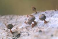 Attēlu rezultāti vaicājumam “Physarum psittacinum spores”