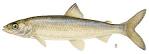 Cisco or Lake Herring Coregonus artedii