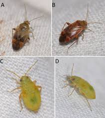 Attēlu rezultāti vaicājumam “Psallus sp.”