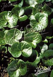 Attēlu rezultāti vaicājumam “Asarum europaeum leaf”