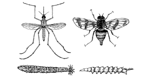 Attēlu rezultāti vaicājumam “Brachycera”