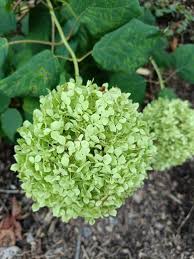 Attēlu rezultāti vaicājumam “Hydrangea arborescens subsp. discolor flower”