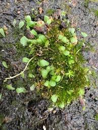 Attēlu rezultāti vaicājumam “Utricularia minor bud”