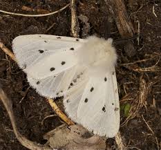 Attēlu rezultāti vaicājumam “Diaphora mendica”