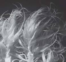 Attēlu rezultāti vaicājumam “Paraleucobryum longifolium sporophyte”