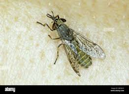 Attēlu rezultāti vaicājumam “Haematopota sp.”