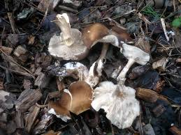 Image result for Melanoleuca rasilis var. pseudoluscina