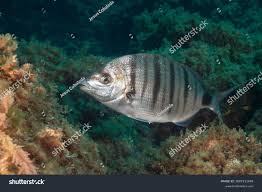 Image result for Diplodus cadenati