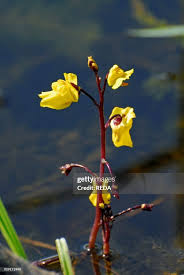 Attēlu rezultāti vaicājumam “Utricularia vulgaris”