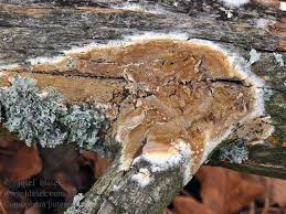 Attēlu rezultāti vaicājumam “Coniophora puteana”