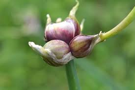 Attēlu rezultāti vaicājumam “Allium holandicum bud”