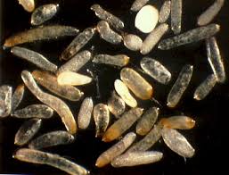 Attēlu rezultāti vaicājumam “Licea pusilla spores”