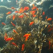 Image result for Lutterworth Sub-Aqua Club