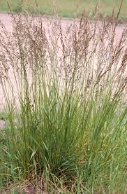 Attēlu rezultāti vaicājumam “Festuca altissima flower”