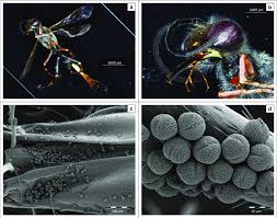 Attēlu rezultāti vaicājumam “Ammophila sp.”