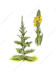 Attēlu rezultāti vaicājumam “Verbascum thapsus”