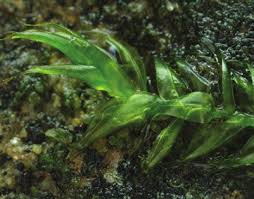 Attēlu rezultāti vaicājumam “Leptodictyum riparium sporophyte”