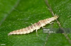 Attēlu rezultāti vaicājumam “Chrysopidae larva”