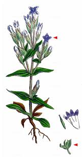 Attēlu rezultāti vaicājumam “Gentianella campestris”