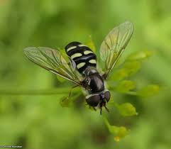 Attēlu rezultāti vaicājumam “Syrphidae”