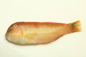 Image result for Xyrichtys novacula