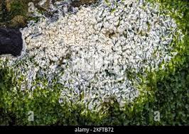 Attēlu rezultāti vaicājumam “Schizopora paradoxa”