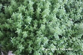 Attēlu rezultāti vaicājumam “Thymus vulgaris”