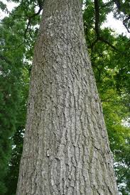 Attēlu rezultāti vaicājumam “Quercus robur”