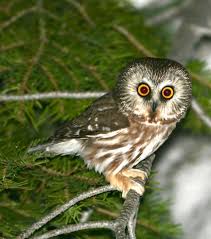 Attēlu rezultāti vaicājumam “Strigiformes”