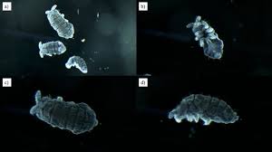 Attēlu rezultāti vaicājumam “Hypogastrura sp.”