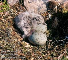 Attēlu rezultāti vaicājumam “Larus argentatus nest”