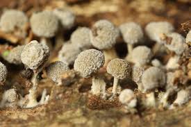 Attēlu rezultāti vaicājumam “Phleogena faginea”