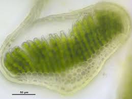 Attēlu rezultāti vaicājumam “Polytrichum strictum”